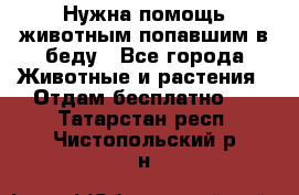Нужна помощь животным попавшим в беду - Все города Животные и растения » Отдам бесплатно   . Татарстан респ.,Чистопольский р-н